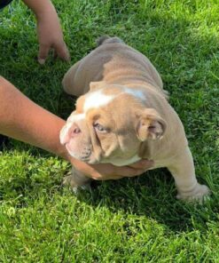 English bulldog