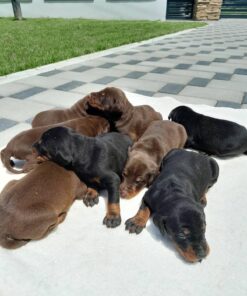 Doberman